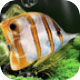 梦幻水族馆动态屏保 中文版v1.234