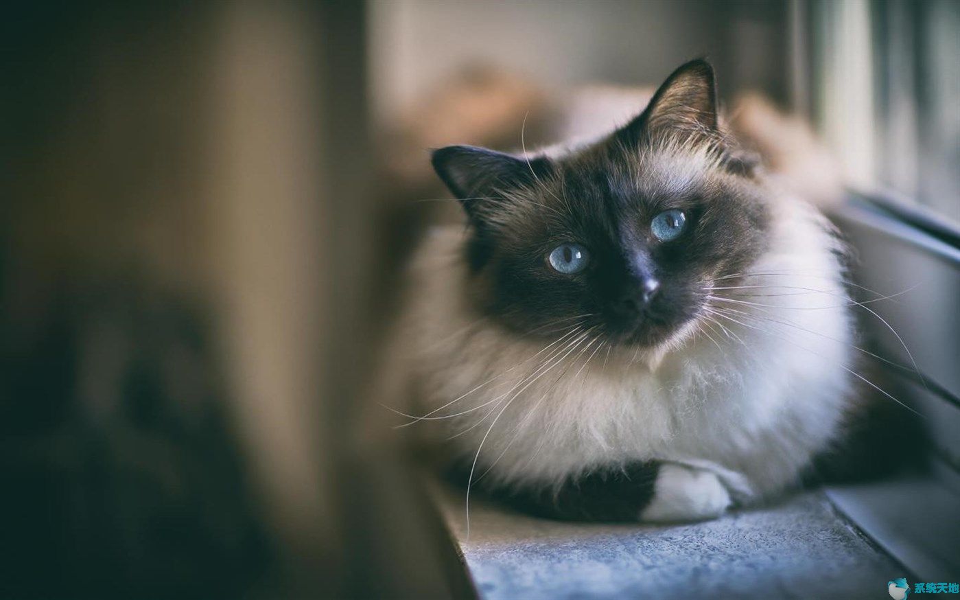 Win10发布猫猫狗狗主题高清壁纸免费下载