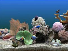 热带鱼水族箱屏幕保护程序破解版