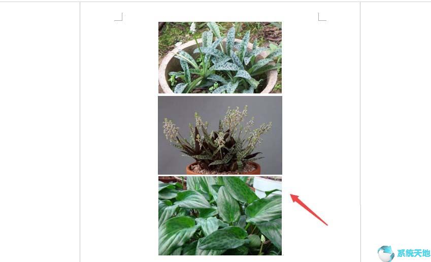 Word2019批量设置图片居中显示方法